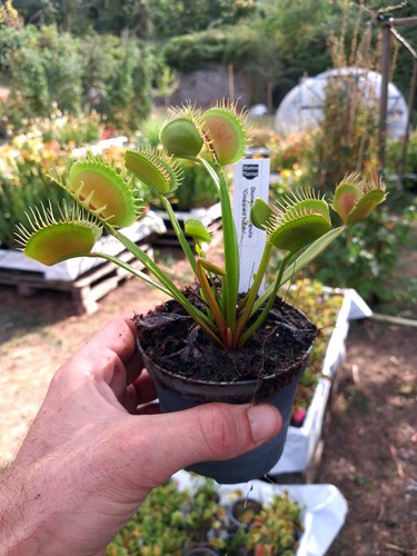 Dionaea muscipula cropped - dionaea,