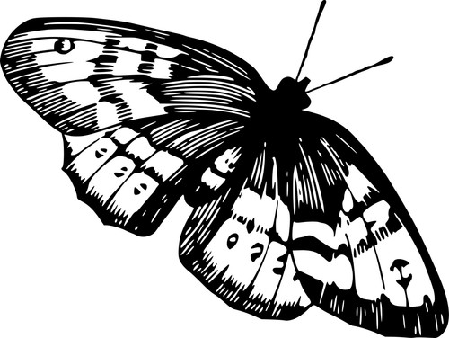 Adesivi auto sticker - 5,