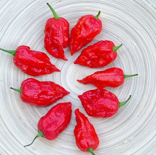 Semi peperoncino jay - semi, jay's