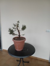 PRE BONSAI ABETE ROSSO 