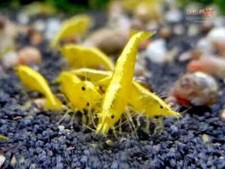 lotto 5 x NEOCARIDINE CARIDINA