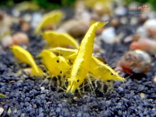 Lotto neocaridine caridina - x,