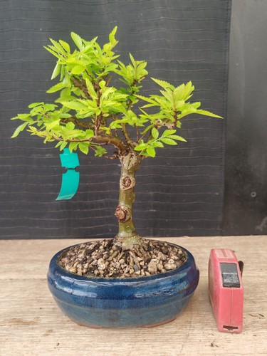 Bonsai olmo parvifolia h - bonsai,