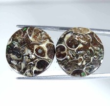 24,40 Cts Naturale Turritella Agata Fossile Paio Gemma Sciolta Rotonda 17x5mm
