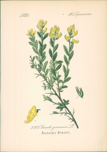 Chromolithographie deutscher - chromolithographie, :