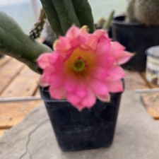 Echinocereus scheeri cactus - echinocereus,