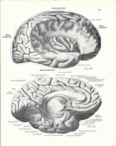 Stampa antica anatomia lobi - anatomia,