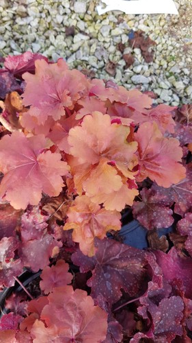Heuchera micrantha - heuchera,