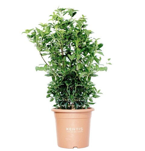 Kentis viburnum tinus - viburnum,