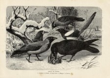 Stampa Antica 1894 = CORVO = Uccelli Ornitologia = Old Print