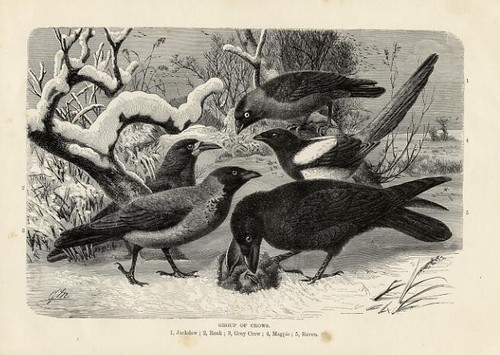1894 stampa antica corvo - stampa,
