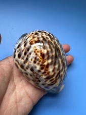 Cypraea tigris - mm, |