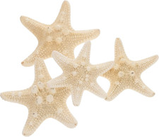 4 Conchiglie Di Stelle Marine
