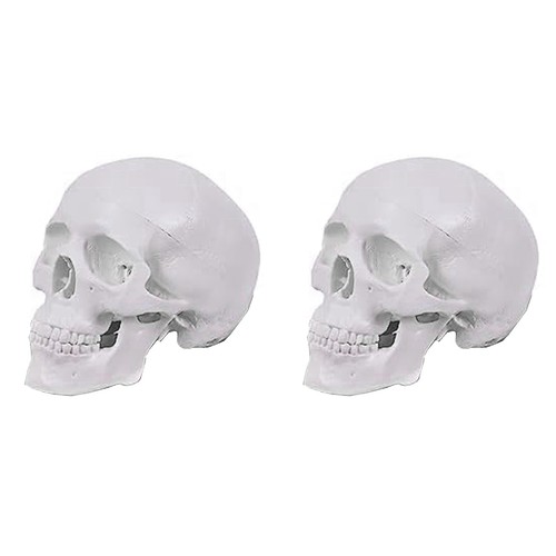 Modello cranio umano - 2x,