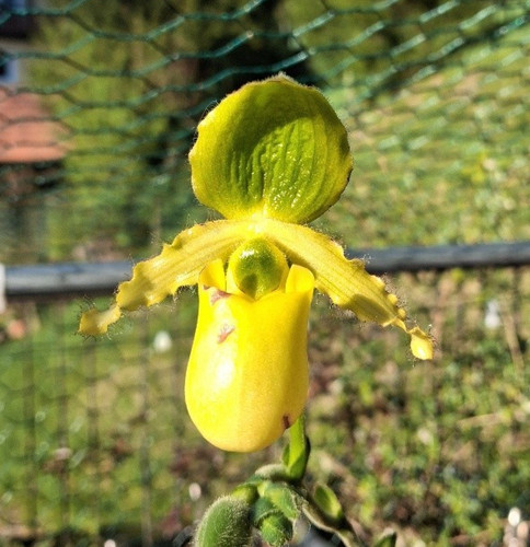 Rarità potente paphiopedilum - potente,