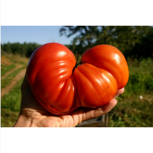 Pomodoro cuore bue gigante - cuore, di