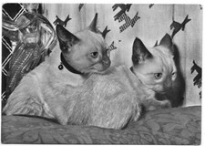 Card cat cartolina - cartolina, gatti