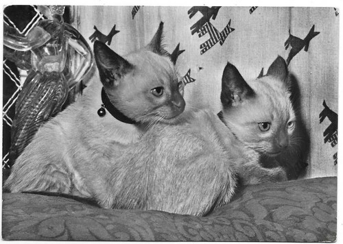 Card cat cartolina gatti - cat,