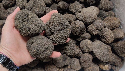 200g tartufo nero - tartufo, fresco