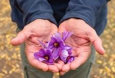 Premium saffron bulbs - saffron,
