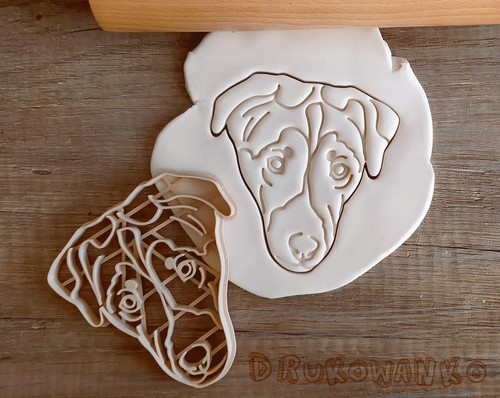 Jack russell terrier - face, body
