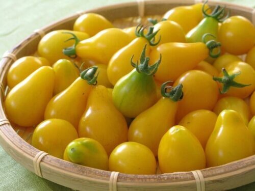 Pomodoro perino giallo - giallo, /