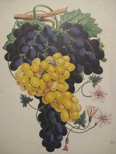 Intorno Ai Vini Della Sicilia