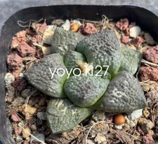 Rara pianta succulenta