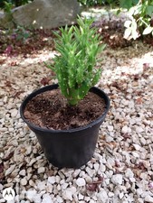Austrocylindropuntia Subulata