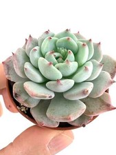 Echeveria cv SITIFUKUMIAMA -