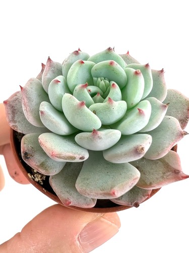 Echeveria sitifukumiama - echeveria,