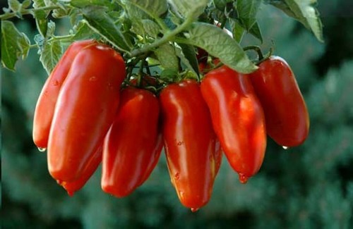 Pomodoro san marzano semi - marzano,, 25