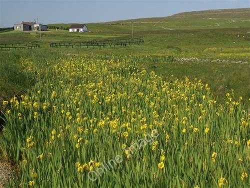 Photo 6x4 yellow - yellow, iries