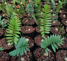 Encephalartos caffer | Eastern Cape cycad | Kaffir cycad - Eastern Cape cycad |