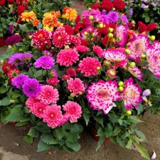 Semi di Menta Piperita Zinnia