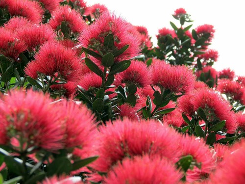 Metrosideros excelsa albero - metrosideros,
