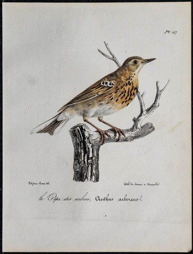 1830 pispola alberi - 1830,
