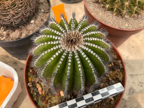 116 uebelmannia pectinifera - uebelmannia,