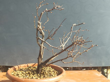 Pre Bonsai Carpino Nero 32x22cm In Vaso Frastagliata Pianta Da  Interno Esterno
