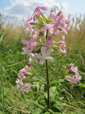 Sapone saponaria officinalis - sapone,