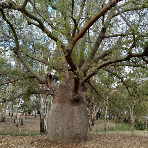 Queensland bottle tree - queensland,