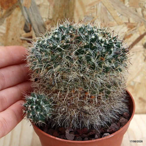Mammillaria karwinskiana vaso - mammillaria,
