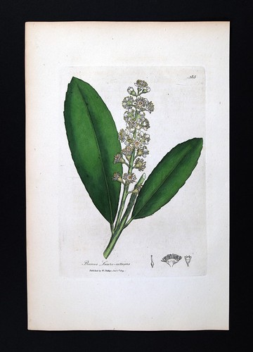 Stampa botanica woodville 1810 - woodville,