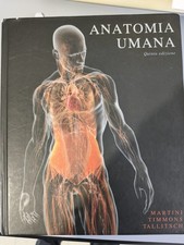 Anatomia umana - quinta