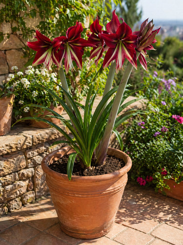 1169zu hippeastrum semi di - aa,