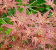 Acer palmatum 'corallinum'
