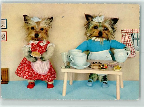 39282512 yorkshire terrier - yorkshire,
