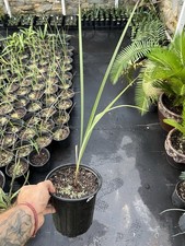 Brahea armata 1 Gallon –