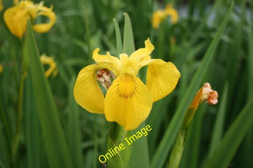 Photo 6x4 yellow flag - yellow,