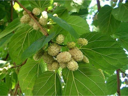 White mulberry tree - mulberry,